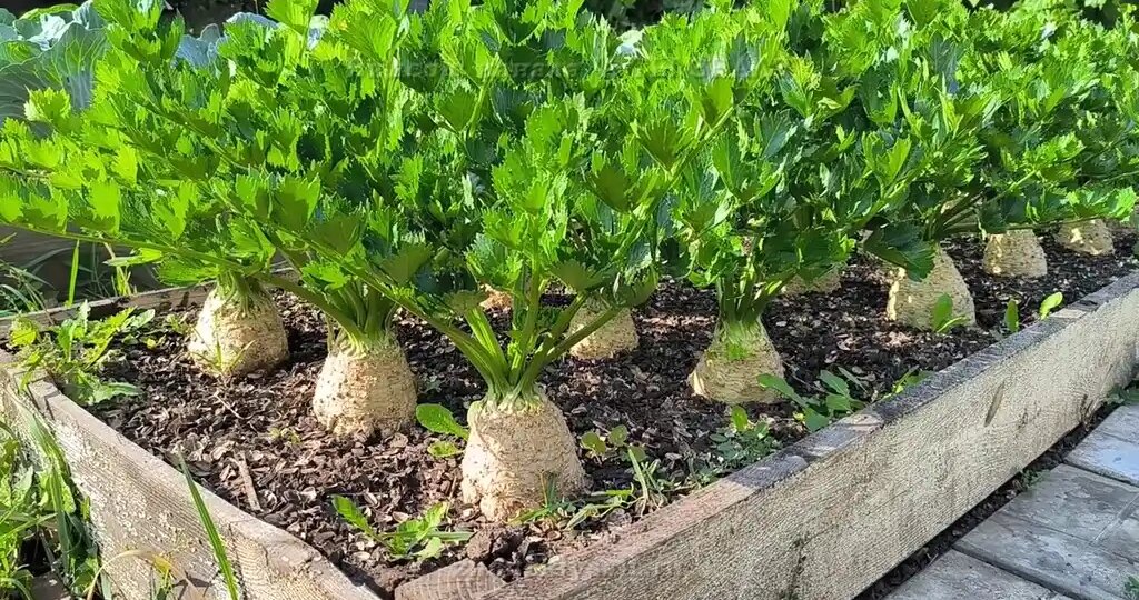 Как вырастить корневой сельдерей через рассаду: личный опыт и секреты формирования