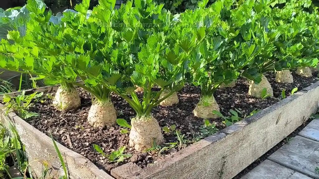 Выращивание корневого сельдерея