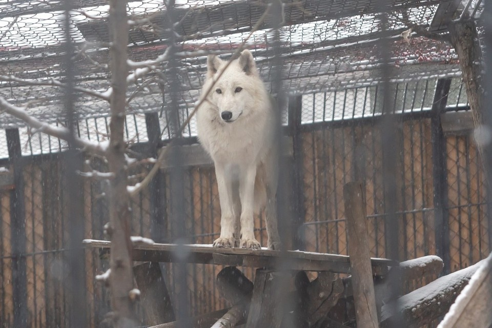    Жителям севера Красноярского края будут доплачивать за добычу волков ИВАНОВА Диана