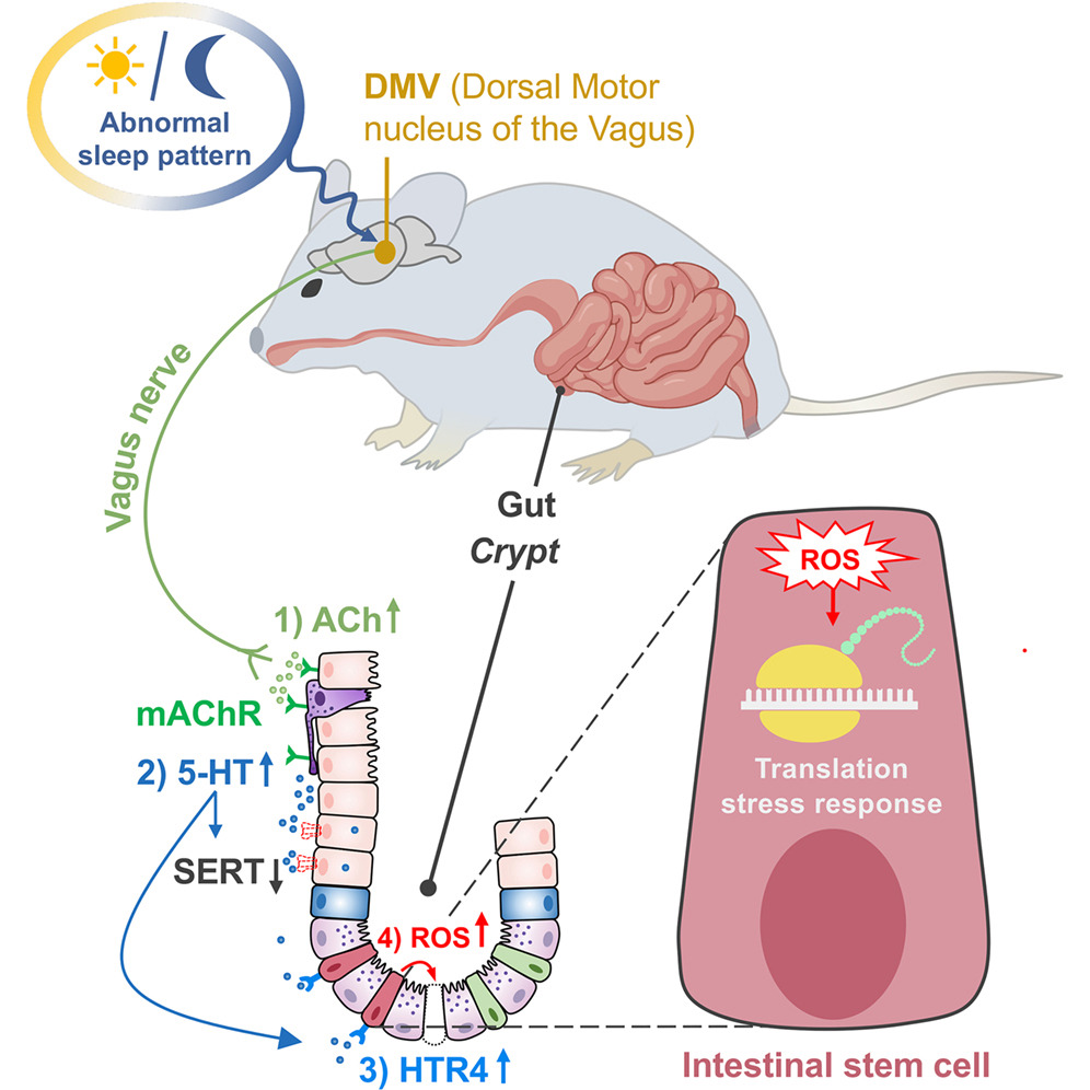 Выявленная схема влияния недосыпа на регенерацию кишечника