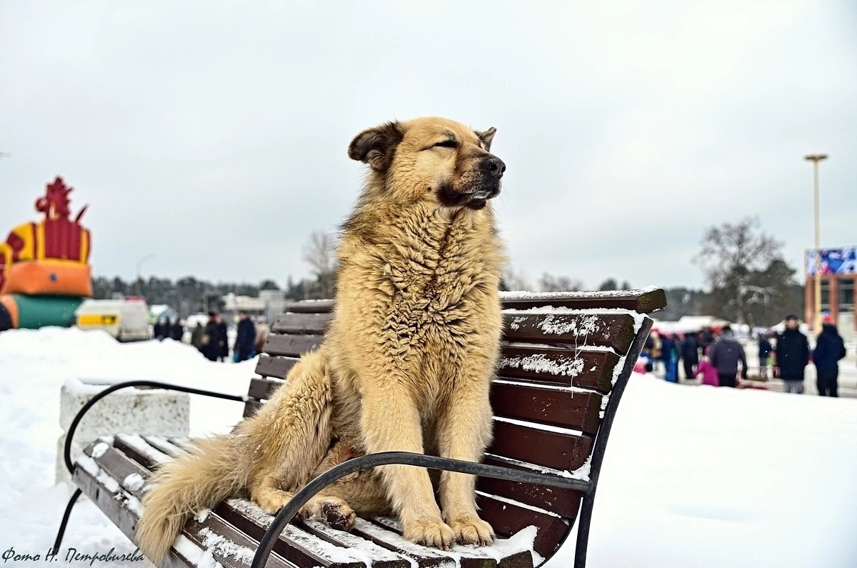 фотография Н. Петровичева
