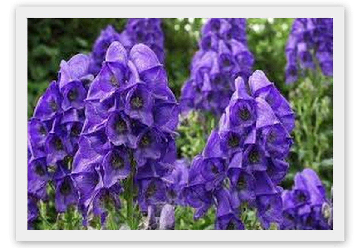 Аконит. Красавчик.