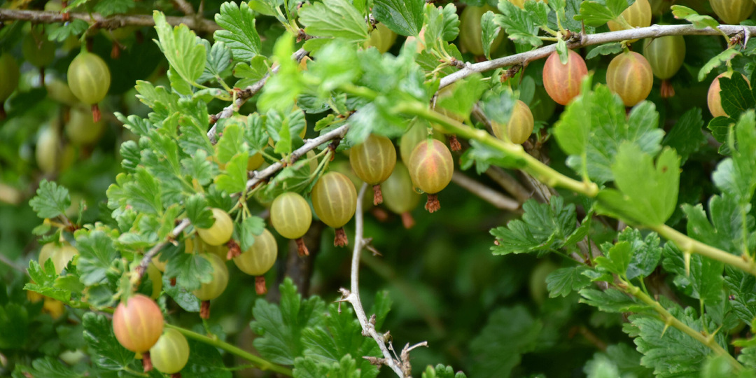 Какое место посадки не любит Крыжовник: главные ошибки в посадке