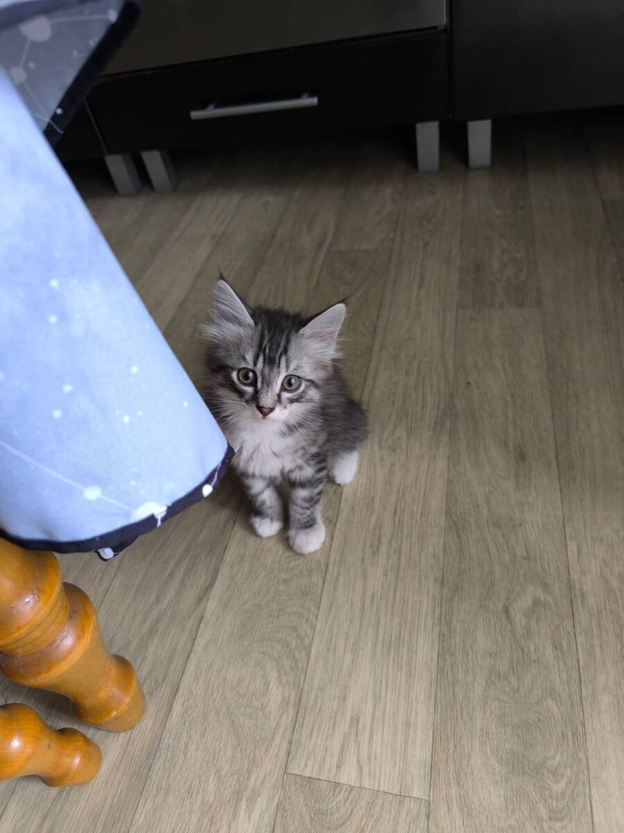 Я теперь домашний, да?