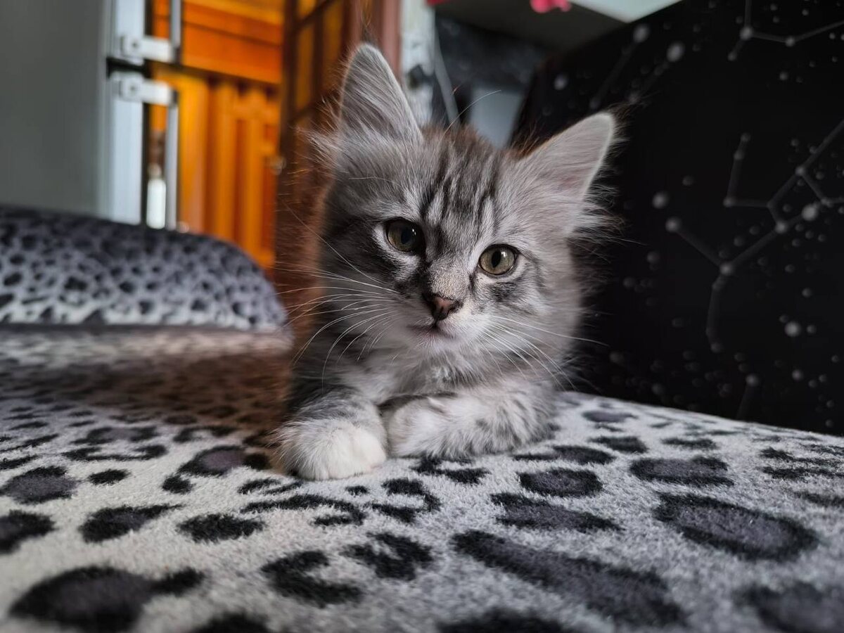 Домашний я!