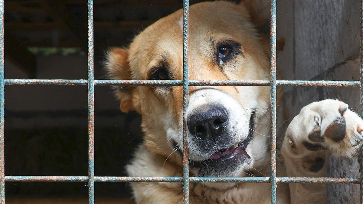    Фото: Petrov Sergey/globallookpress.com