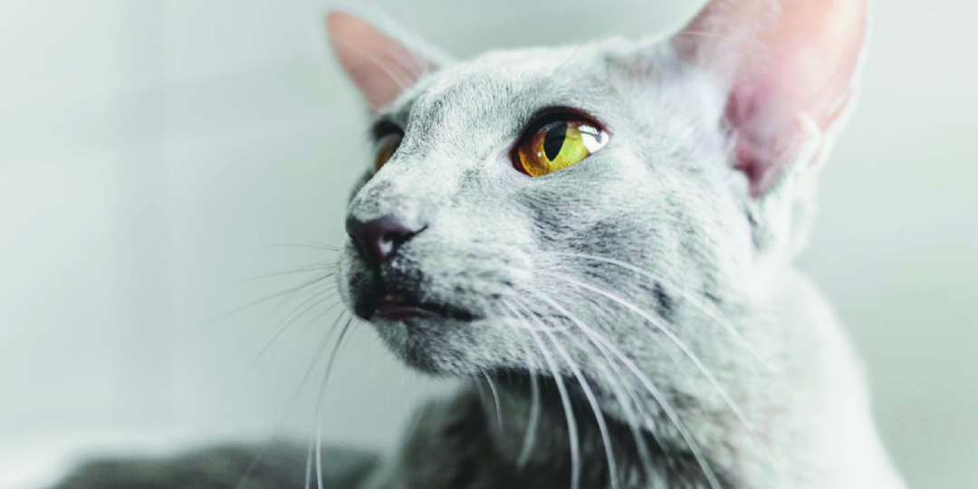 Какие породы кошек не линяют? Несколько видов короткошерстных и длинношерстных нелиняющих кошек