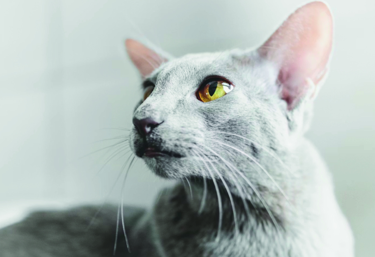 Кот ориентал. Фото - unsplash.com, Manuel Keller.