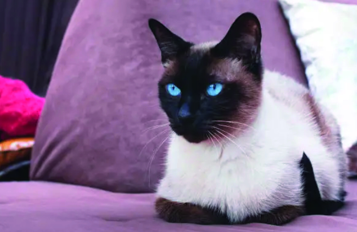 Сиамская кошка. Фото - istockphoto.com, Xesai.