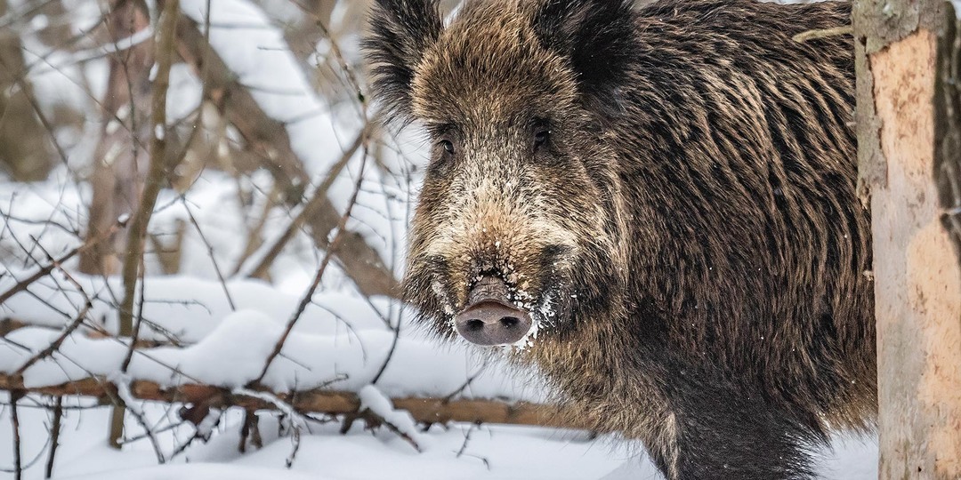 Кабан. История кадра