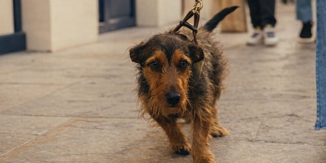 Думали, что играет: почему собака ходит боком и когда это опасно