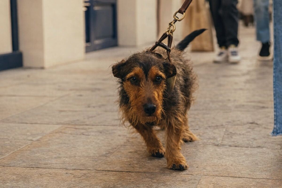 Почему собака ходит боком