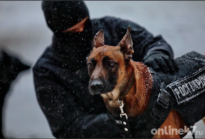 фото: Валентин Илюшин/Online47