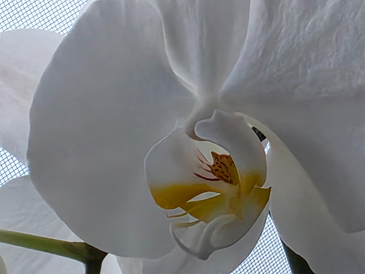 И цветы радуют с утра🥰