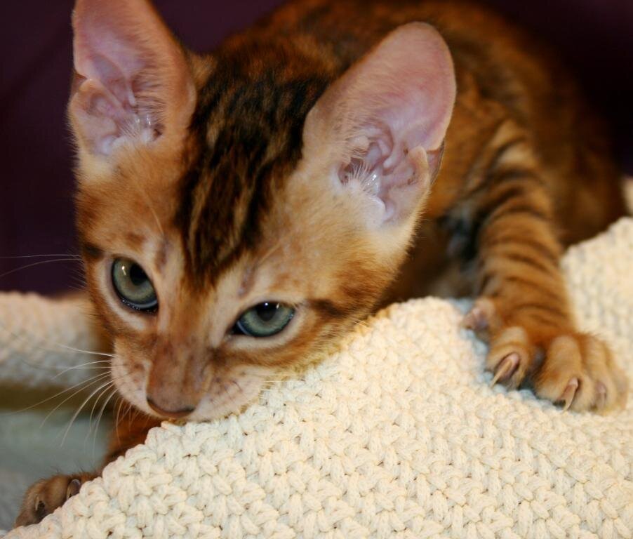 бенгальские котята, второй месяц питомник HILDABENG