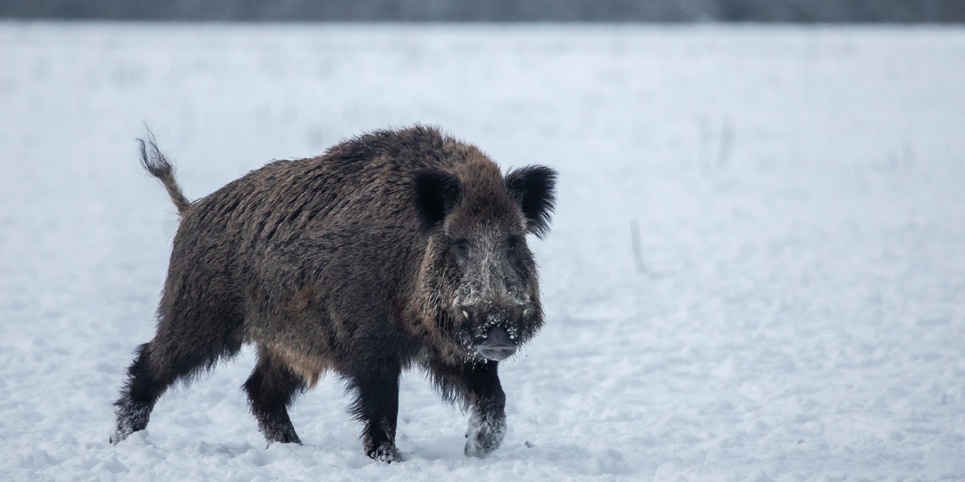История съёмки кабана на Куликовом поле