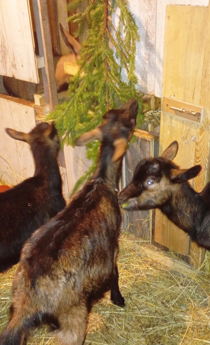 Козлята - ценная подкормка зимой или как вырастить козлёнка.