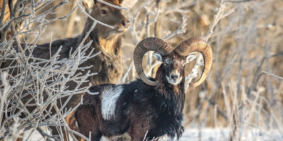 Кто такие муфлоны, и как им у нас живётся?