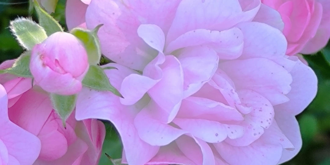 Малышка Фея.