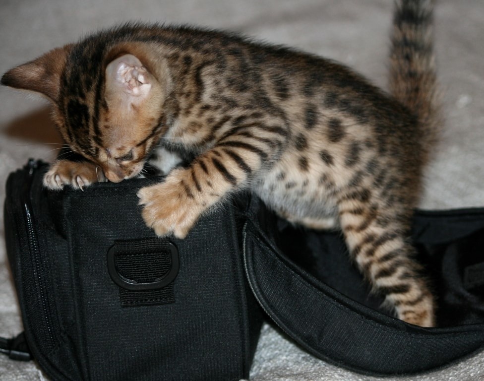 бенгальские котята питомник ХильдаБенг