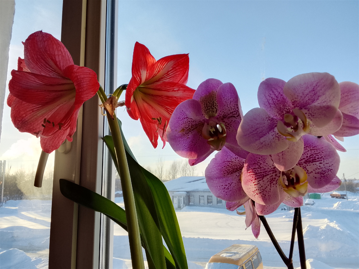 Амариллис и орхидея, фото автора