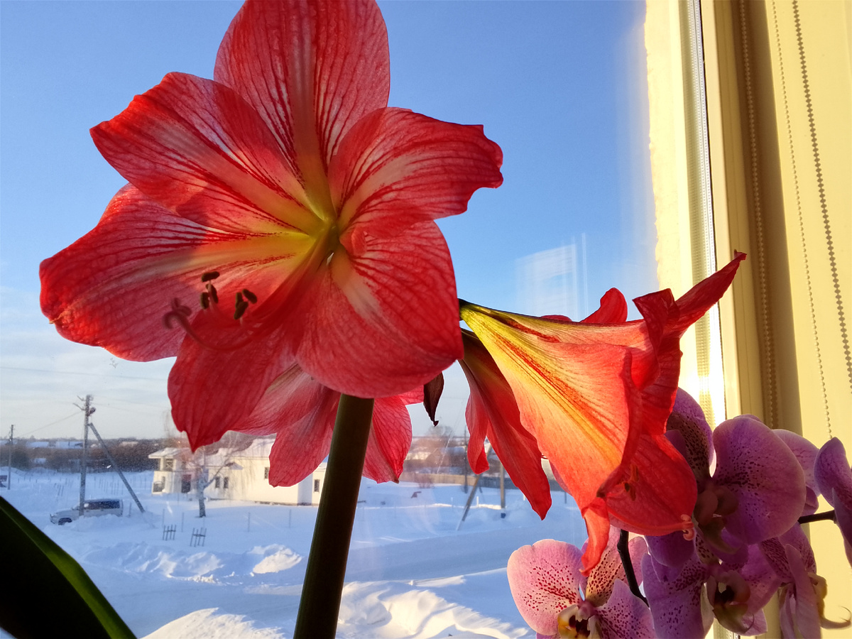 Амариллис и орхидея, фото автора
