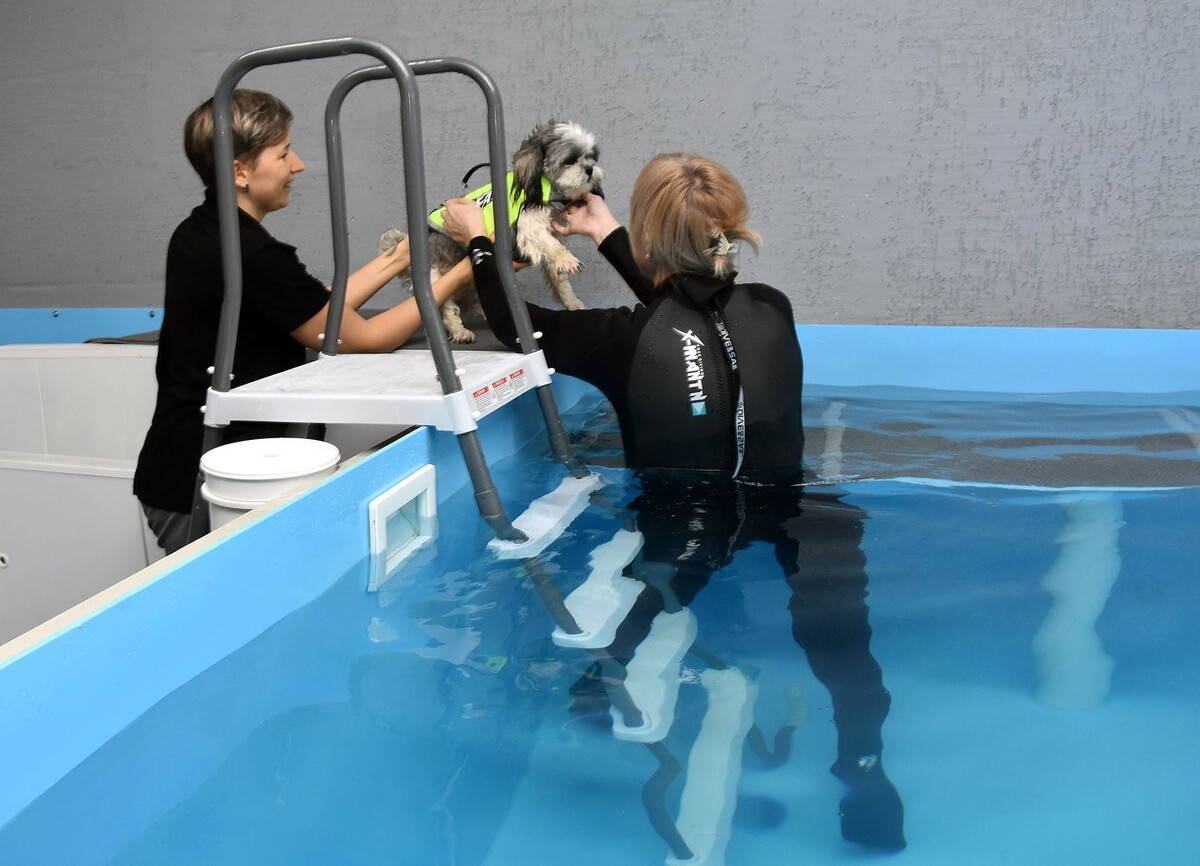 Жилет — лучше для собачки нет!  📷
