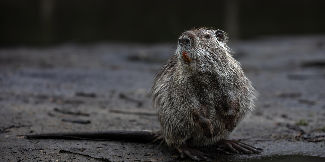 Где найти нутрию и хорошо снять