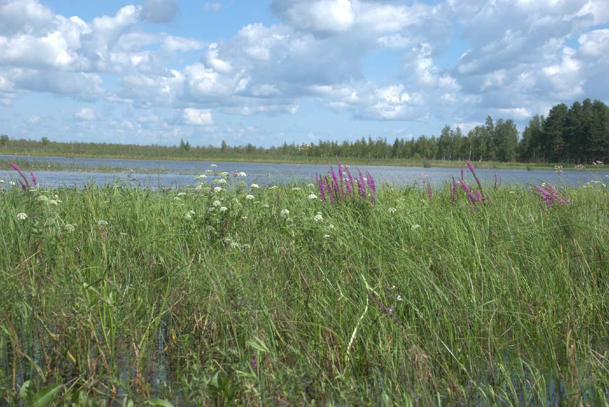 Цветущая зона временного затопления Рыбинского водохранилища. Фото автора