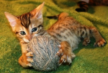 бенгальские котята питомник HildaBeng