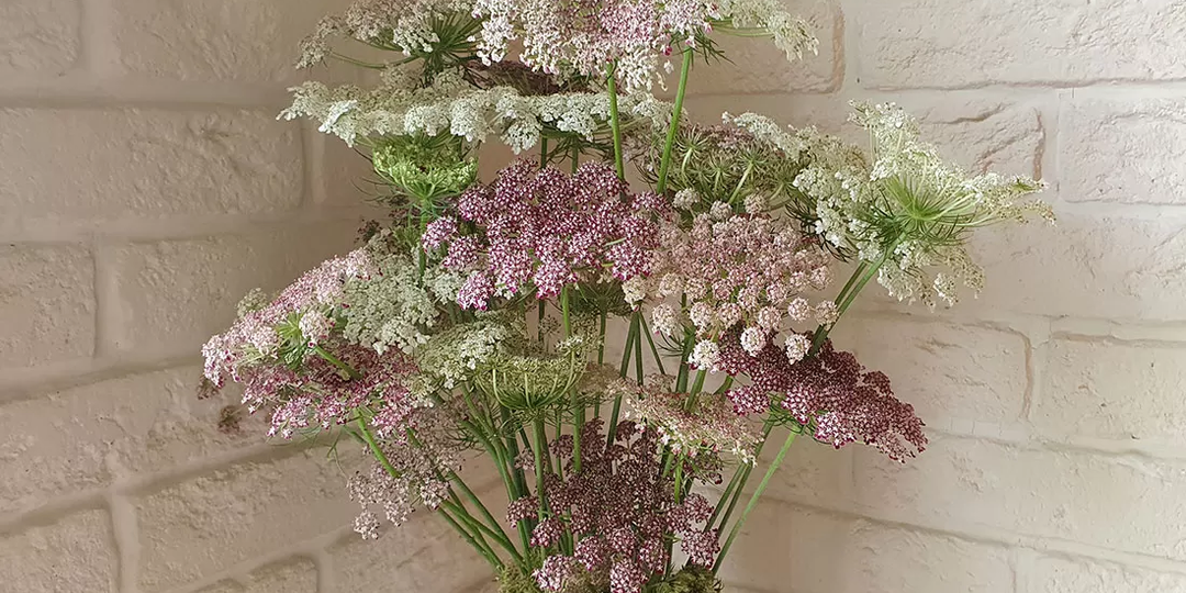 Про красивую декоративную морковь и другое красивое, которое не будем сеять нынешней весной