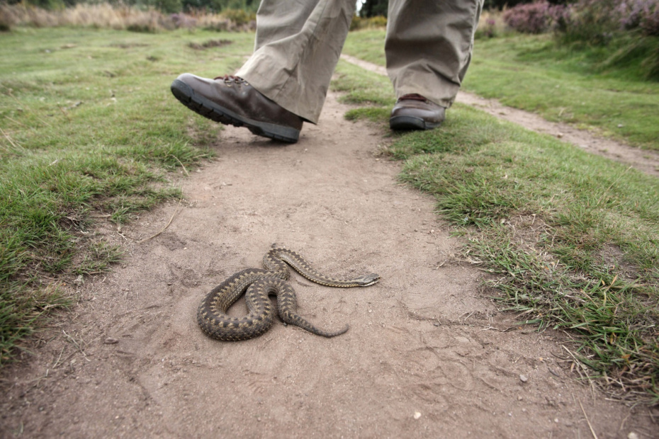    Shutterstock/FOTODOM