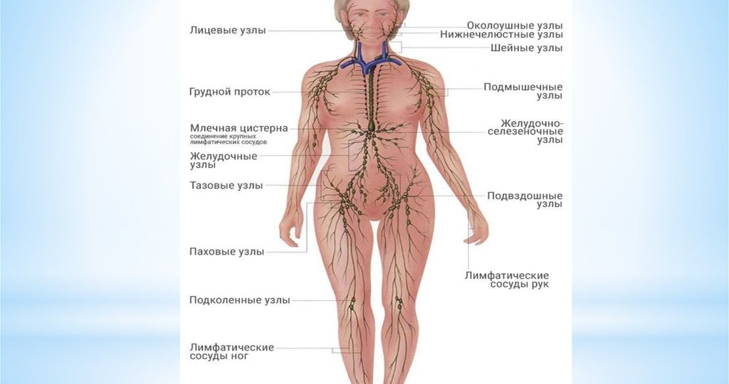 Лимфа: Как помочь своему организму избавиться от отеков после праздников