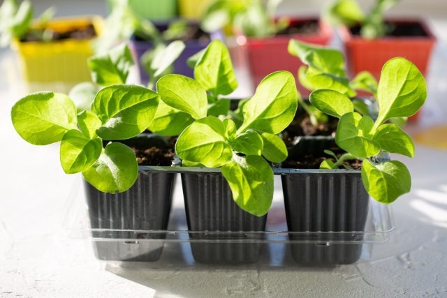 Какие цветы нужно посеять на рассаду в феврале? 📷