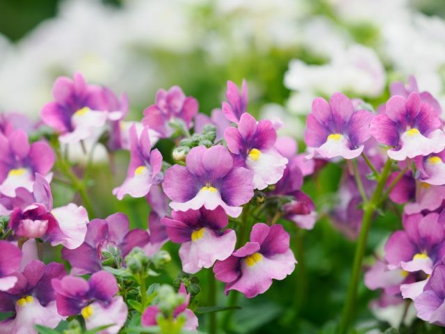 Немезия ценится за раннее и очень обильное цветение. Компактные кустики быстро превращаются в цветные облака и отлично подходят для балконных ящиков, кашпо и бордюров. Особенно хороша в прохладную весну и не боится перепадов температуры. 📷