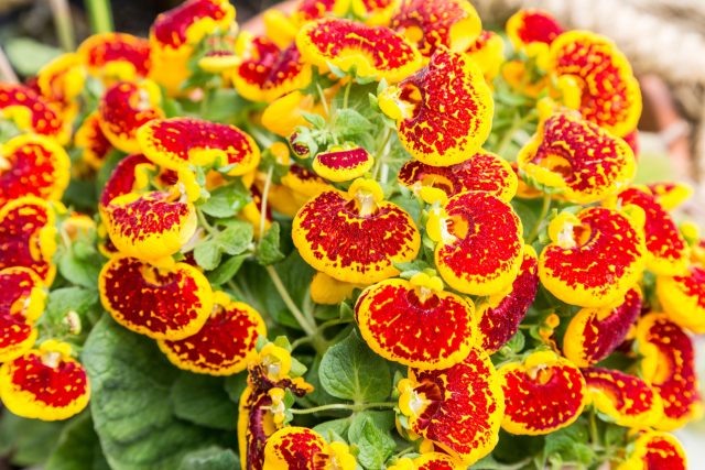 Кальцеолярия сразу привлекает внимание необычной формой цветков, похожих на маленькие башмачки. Предпочитает прохладу и полутень, поэтому особенно ценна для северных балконов и затенённых уголков сада. 📷