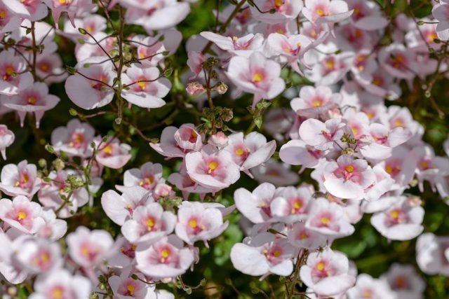 Диасция образует аккуратные каскады с десятками мелких цветков. Идеальный вариант для подвесных кашпо и контейнеров. Цветёт непрерывно, легко сочетается с другими летниками и сохраняет декоративность даже при прохладной погоде. 📷