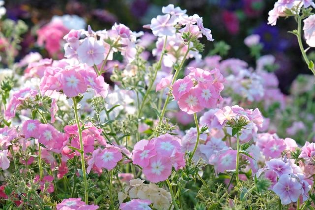 Флокс Друммонда радует яркими шапками цветков и компактной формой. Хорошо подходит для клумб и контейнеров. При раннем посеве зацветает уже в конце весны и цветёт до осени. 📷