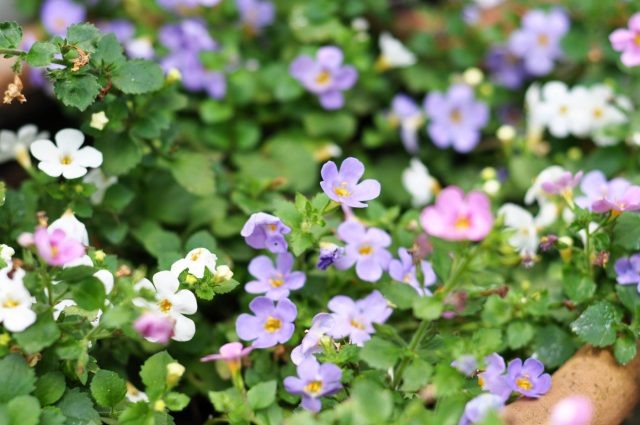 Бакопа растёт медленно, но результат того стоит. Длинные побеги усыпаны мелкими цветками и создают эффект цветущего водопада. Отлично смотрится в кашпо, устойчива к дождям и долго сохраняет аккуратный вид. 📷