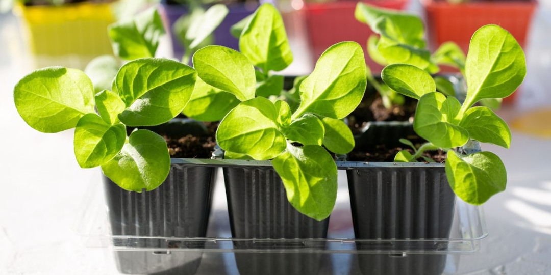 Какие цветы нужно посеять на рассаду в феврале?