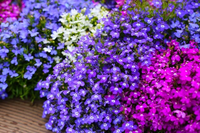 Лобелия образует плотные шарики или каскады, полностью покрытые мелкими цветками. Идеальна для бордюров и подвесных композиций. Особенно эффектно смотрится рядом с петунией и другими крупноцветковыми растениями. 📷