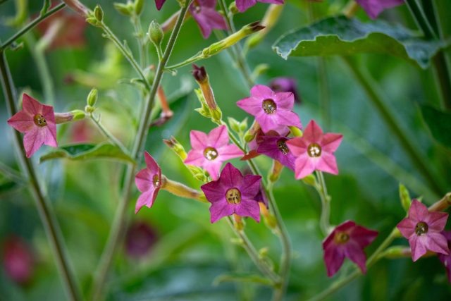 Табак душистый ценят за вечерний аромат и нежные цветки. Особенно хорош возле террас и зон отдыха. Быстро разрастается и создаёт атмосферу летнего сада с мягким ароматным фоном. 📷