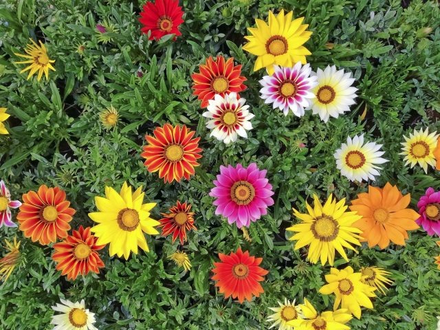 Газания известна крупными яркими цветками, напоминающими миниатюрные герберы. Отлично переносит жару и засуху, любит солнце и долго цветёт. Подходит для клумб, рабаток и контейнеров. 📷