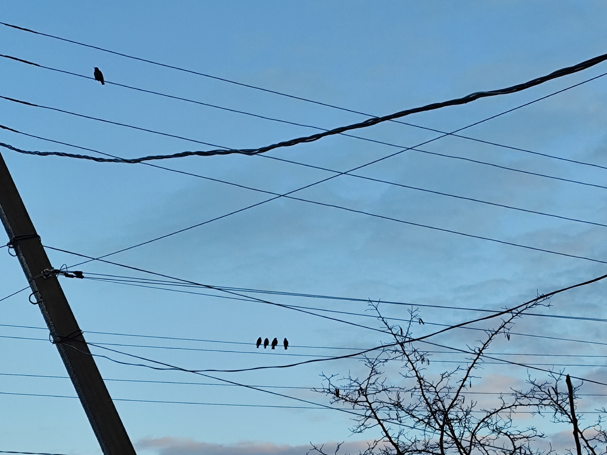 С утра песенки скворцов послушала. Бедненькие, где они в морозы ныкаются....