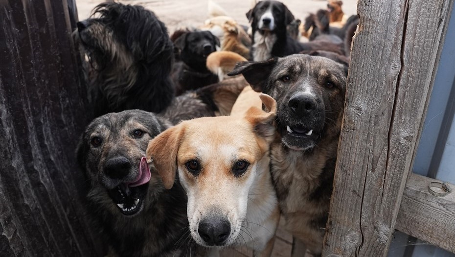    Автор фото: Павел Волков/"Известия"