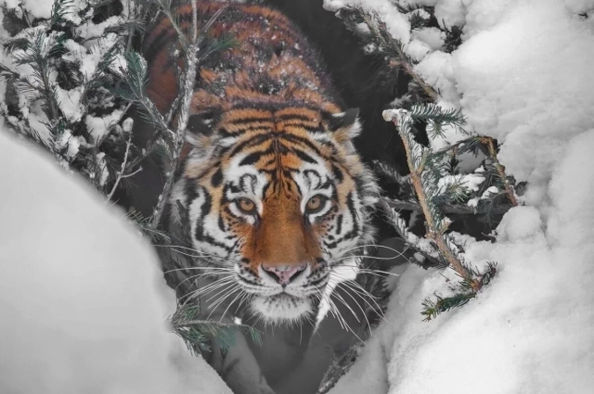    В Хабаровском крае амурскую тигрицу вернули в дикую природу