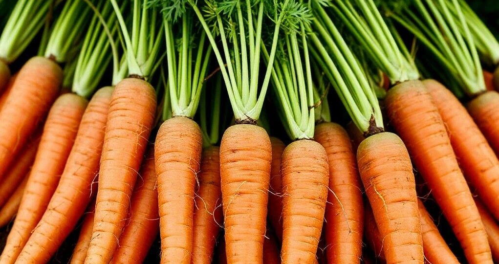 Каждый год моя морковь как на подбор: ровная, крупная, сладкая как мед. Делюсь секретами выращивания от а до я!