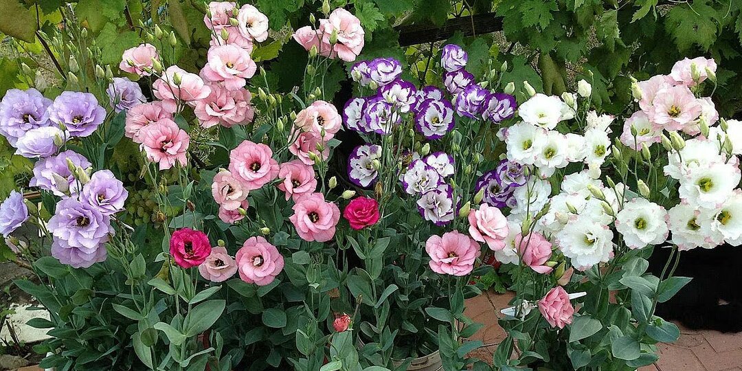 10 ошибок при выращивании эустомы из семян — и как их избежать