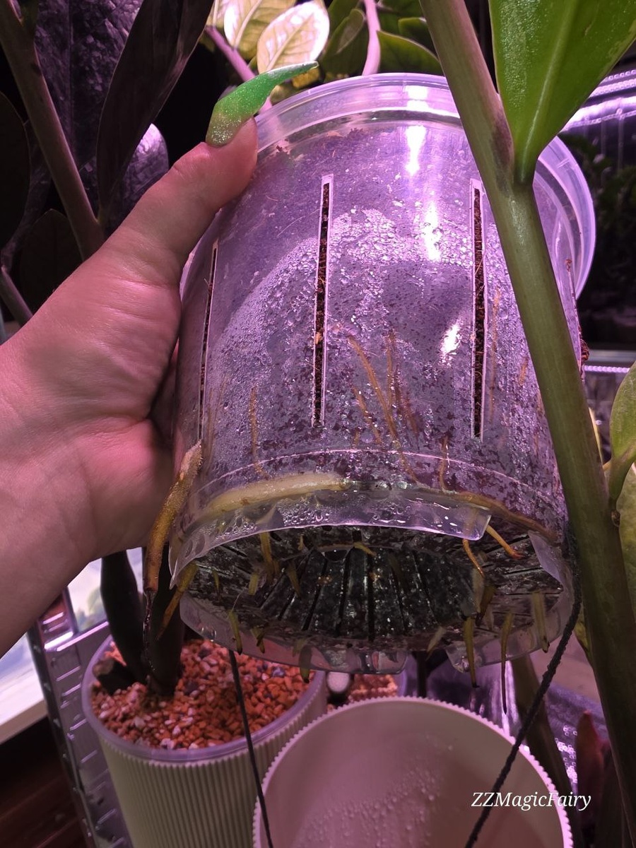 2 недели после перевалки в больший объем