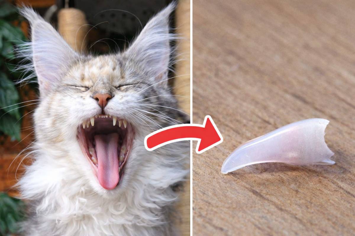 У кошки выпал зуб